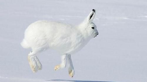 北極兔神似「一團雪球」超療癒　起身後卻叫人傻眼：怎麼有超模的腿！