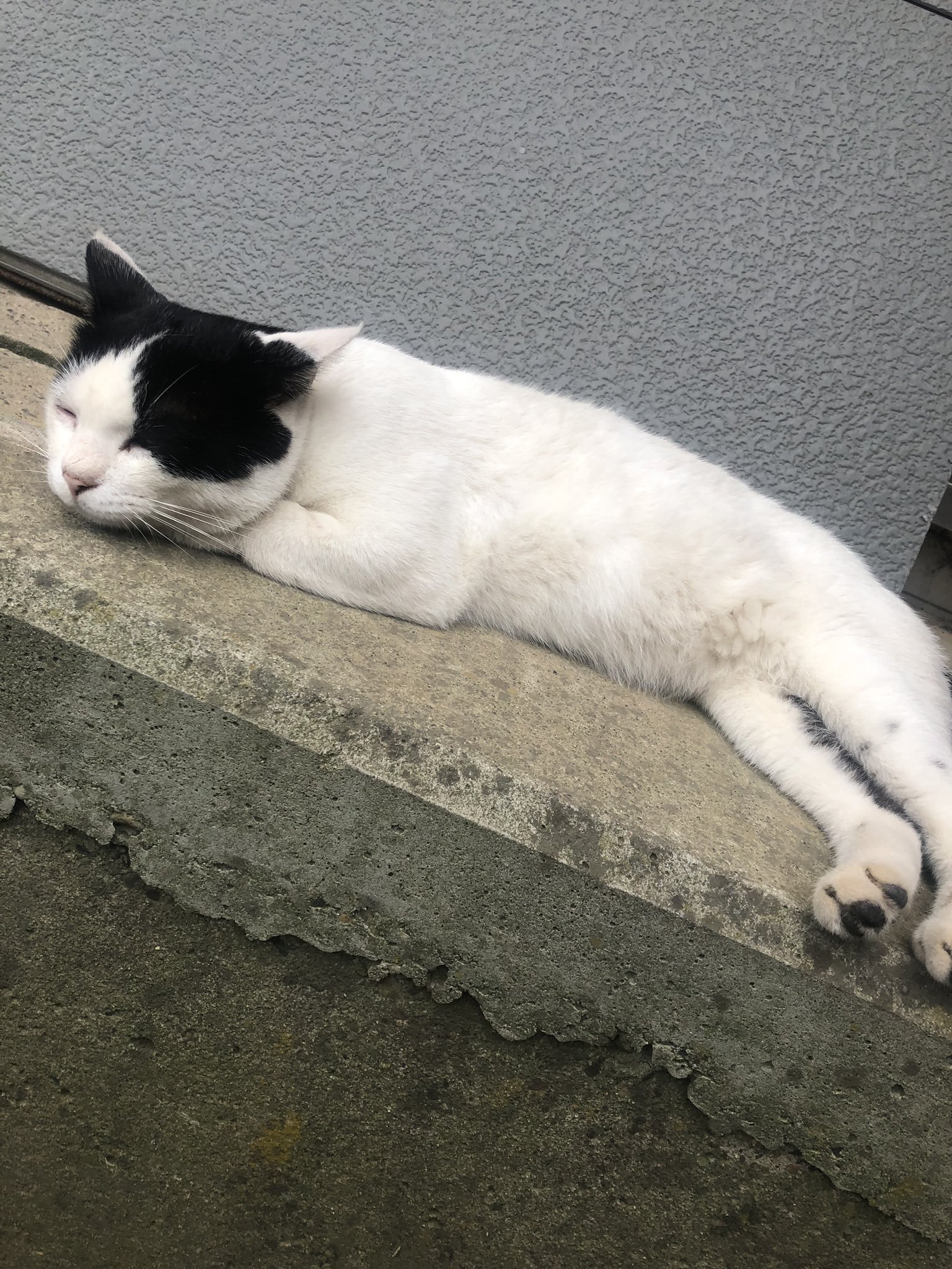 颱風天家裡多出一隻貓！　他看「豪邁睡姿」傻眼：誰才是主人啦？