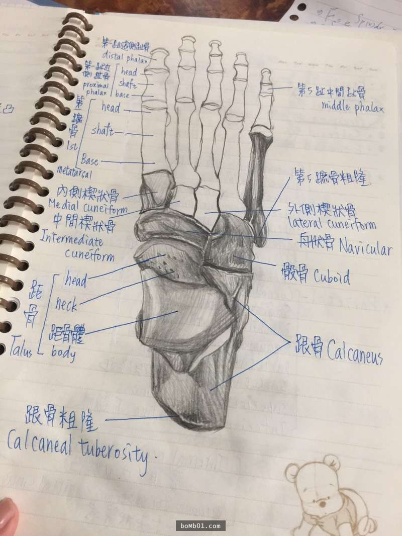 原來醫學系的筆記長這樣？比教科書還猛的「超狂解剖圖解」讓網友都被嚇到跪著看！