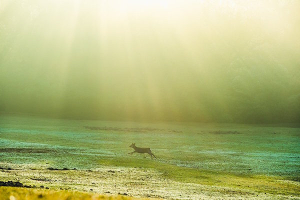 日本攝影師在奈良捕捉到「飄浮小鹿」，網友讚嘆之餘…立刻動手改圖！