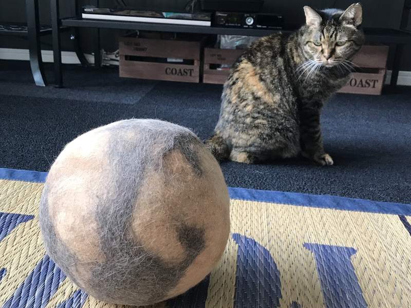 泥看看自己掉了多少毛毛～　貓奴收集「貓毛球」3年迸出一顆籃球