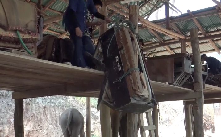 疫情沒外國客！泰國大象營「取消騎大象」　「拆下身上座椅」百隻象自由了