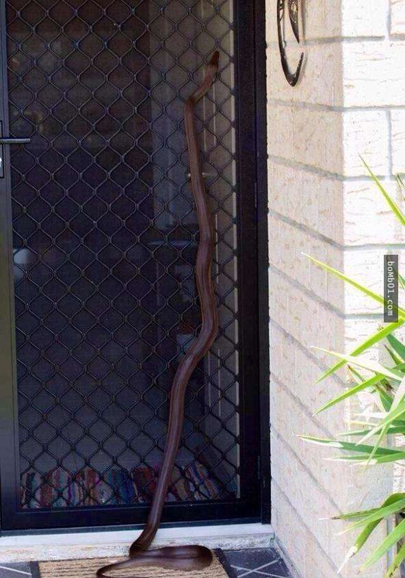 22張證明「澳洲對害怕蛇的人來說簡直是人間地獄」的可怕照片！