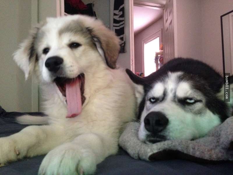 哈士奇看到新來的狗弟弟一直臭臉不爽，當對方把牠當成靠枕後…牠崩潰的表情害大家都笑慘了！
