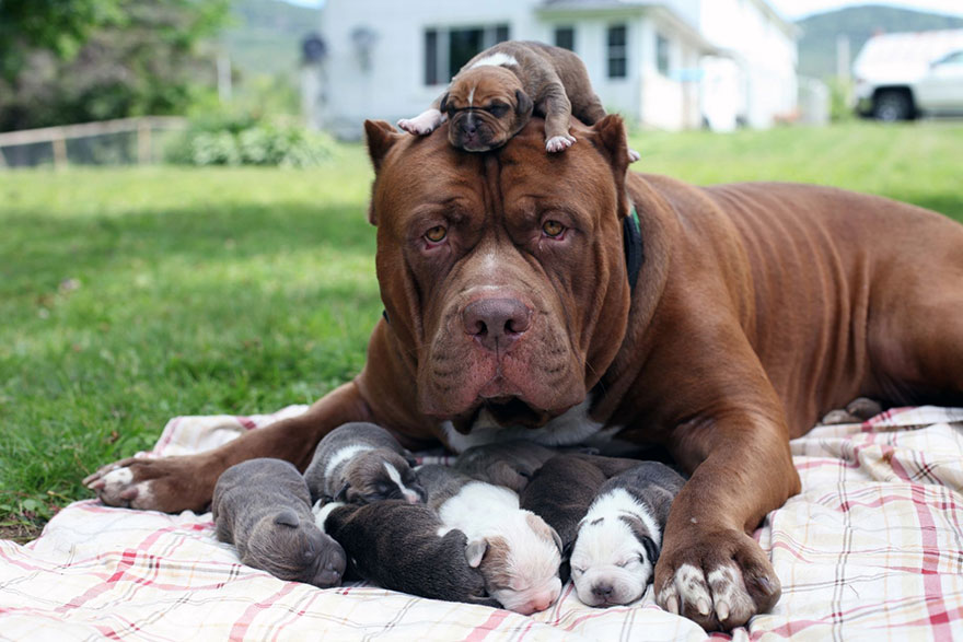 萌死…「世界最大比特犬」成了8個寶寶的爸爸，孩子全部都被預定「一隻竟然賣到1500萬」！