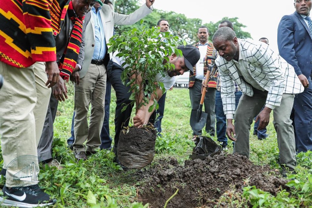 救國家植被…衣索比亞全民種樹　「一日多出3.5億棵樹」創世界紀錄