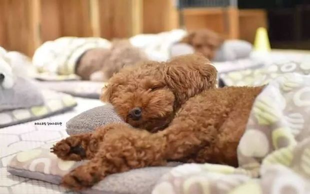 韓國「狗狗幼兒園」日程表比人更好命！　上課還要看電影、睡搞搞～