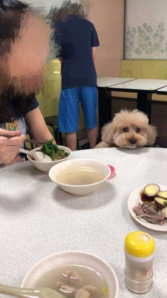 主人用公筷夾菜餵狗吃　共餐客人傻眼：不敢吃了！