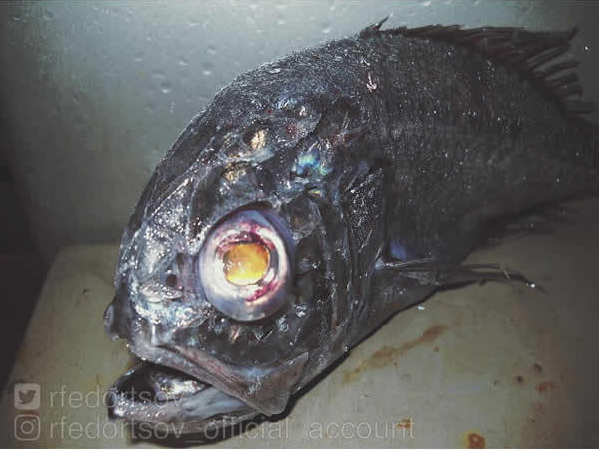 戰鬥民族漁夫分享「他捕獲的各種珍奇深海生物」，第一隻根本是異形吧！