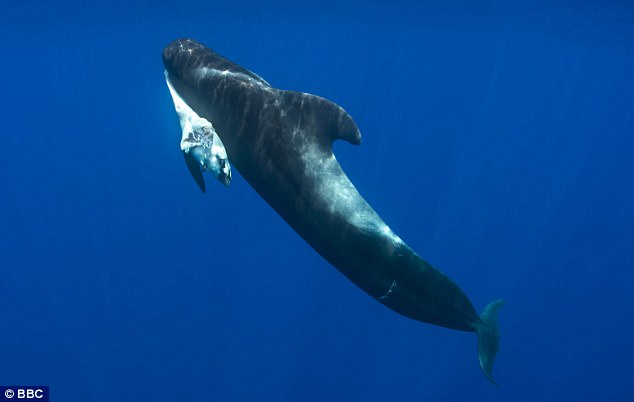 兇手又是人類…鯨魚寶寶喝毒奶死掉了，鯨魚媽媽無法接受只能「銜著屍體游好幾天」！