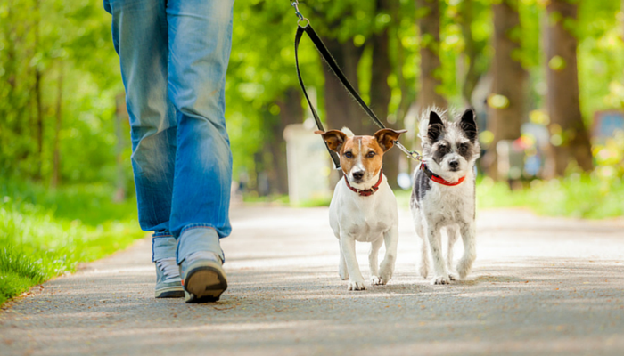 動物保護法修正案通過了　台中市最嚴「遛狗沒鍊繩可被罰1.5萬」