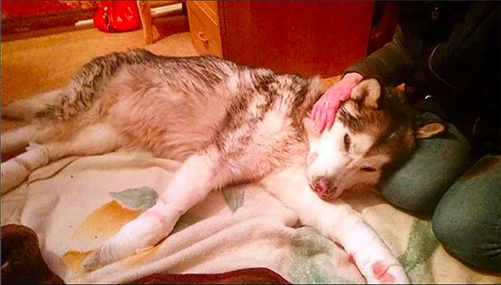 雪橇犬慘遭遺棄在-32°C的雪地　全身嚴重凍傷　發現人類來救援還露出微笑
