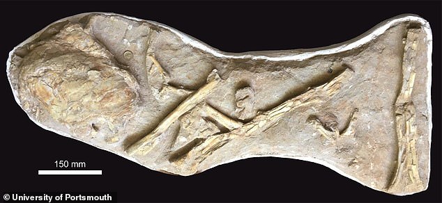 以為是翼手龍骨骼在研究　考古學家恰巧發現「4億年前魚種」：是更珍貴的活化石！　