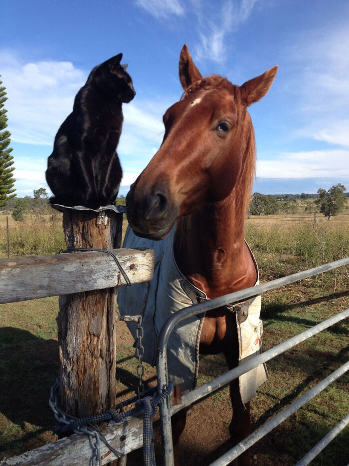 喵喵叫也能懂！馬和貓每天看日落「黏在一起」　網融化：跨物種的愛～