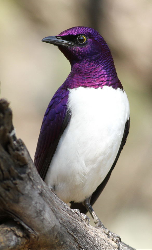 會飛的紫水晶！　神秘「紫背椋鳥」羽色超夢幻　徒有美麗外表：個性超級差！