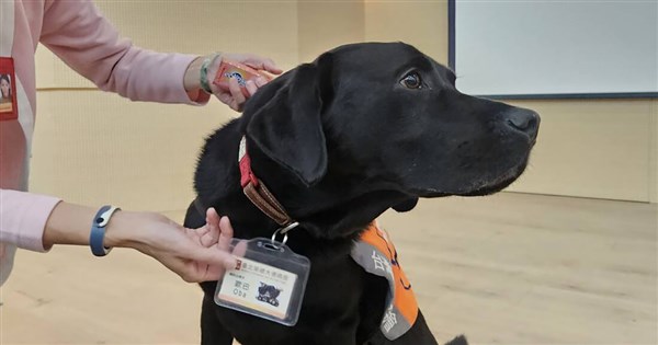 陪伴最後一程！全台第一隻安寧病房輔助治療犬　給末期病患帶來慰藉