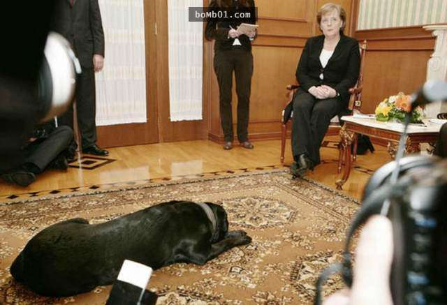普丁帶著日本送的秋田犬接見外賓，結果才剛會面就讓日本外賓被嚇死了…