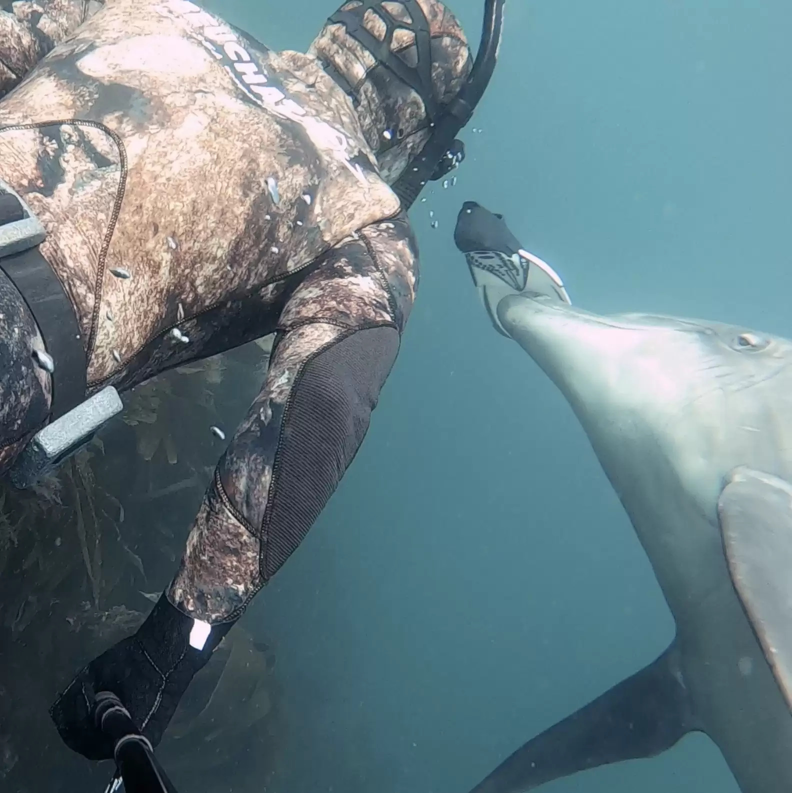 海底的朋友！潛水遇海豚主動搭訕　「一起悠遊」還送蛙鞋當禮物：你的鰭～