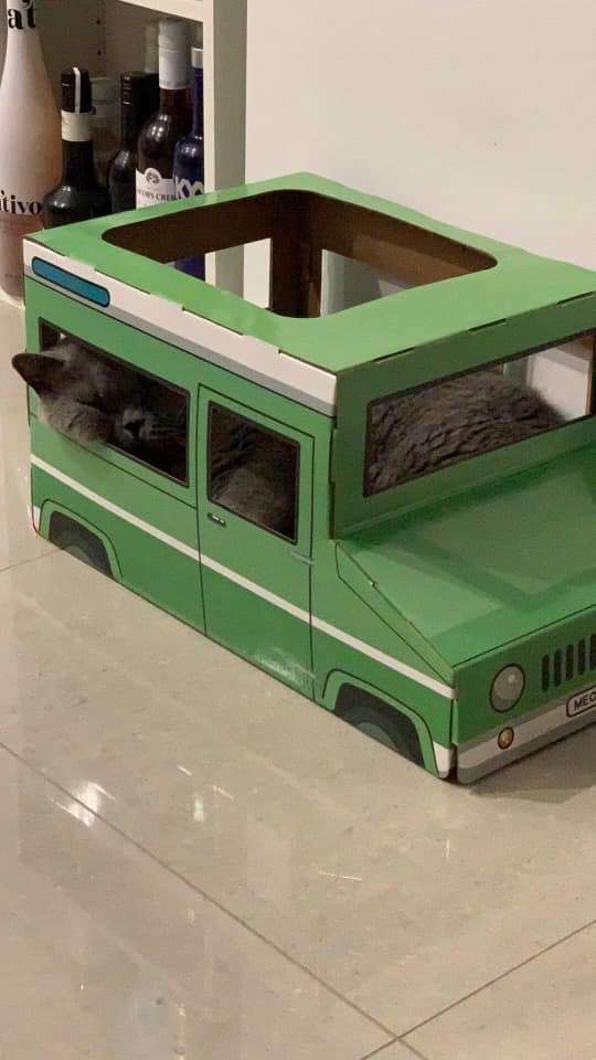 主人買玩具喵皇不甩　改送「紙箱吉普車」變牠寢宮：本喵不出來了！