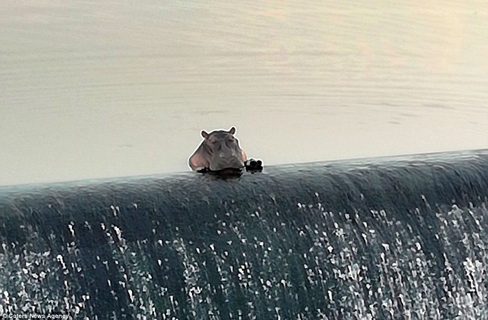真實版「嚕嚕米」趴砂壩發呆　在地人笑：牠已經是動物明星了