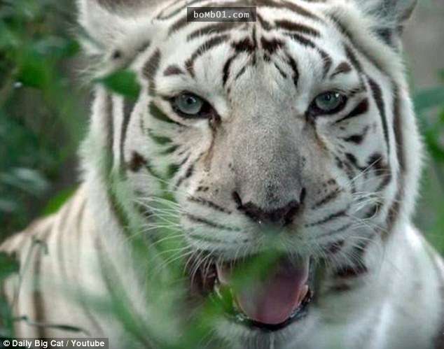這隻被稱為「世界最醜的白老虎」長相令很多人都驚訝不已，但牠背後的身世才更讓人忍不住全身發抖…