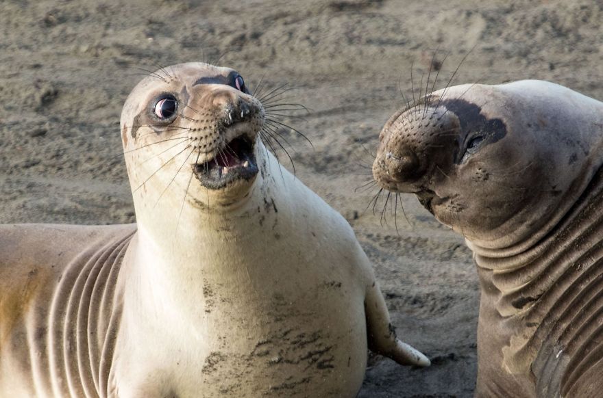 沒被看到吧？　13個「動物出糗」自然爆笑瞬間：海龜扇巴掌笑爛～