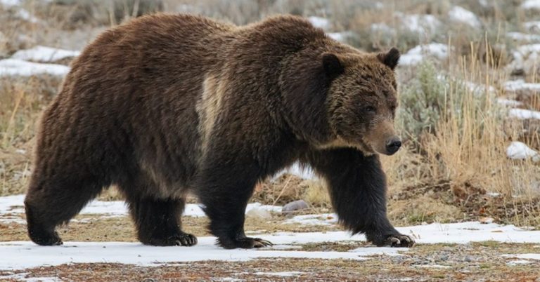 冬眠中醒來...「世界最有名灰熊」再現身融雪地　「高齡產婦」誕下4小熊超驚喜❤