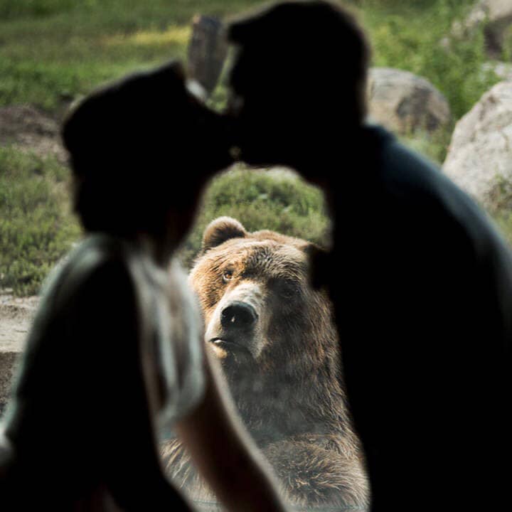 閃屁閃！　新人在動物園拍婚紗照　單身熊亂入「表情七噗噗」：我不同意！
