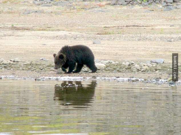 棕熊寶寶看著媽媽向對岸游過去時以為是去找食物，卻沒想到媽媽已經決定永遠離開了…