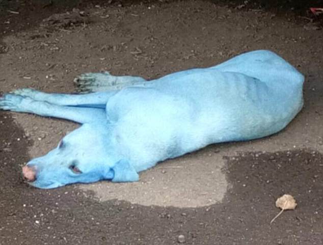 印度街頭驚現很多隻「藍色流浪狗」讓民眾傻眼，警察調查後發現又是無良人類害的！