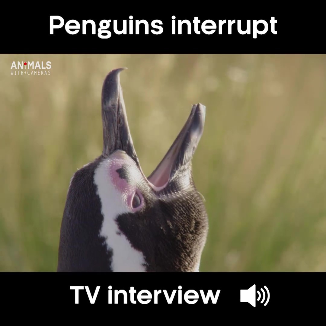 專家受訪「旁邊頻傳喇叭聲」　原來是「8+9企鵝」開鬧：問我們才對啦！