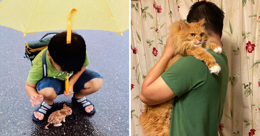 小男孩雨中與小奶貓相遇　10年後「一起長大」對比超驚人：大橘為重！