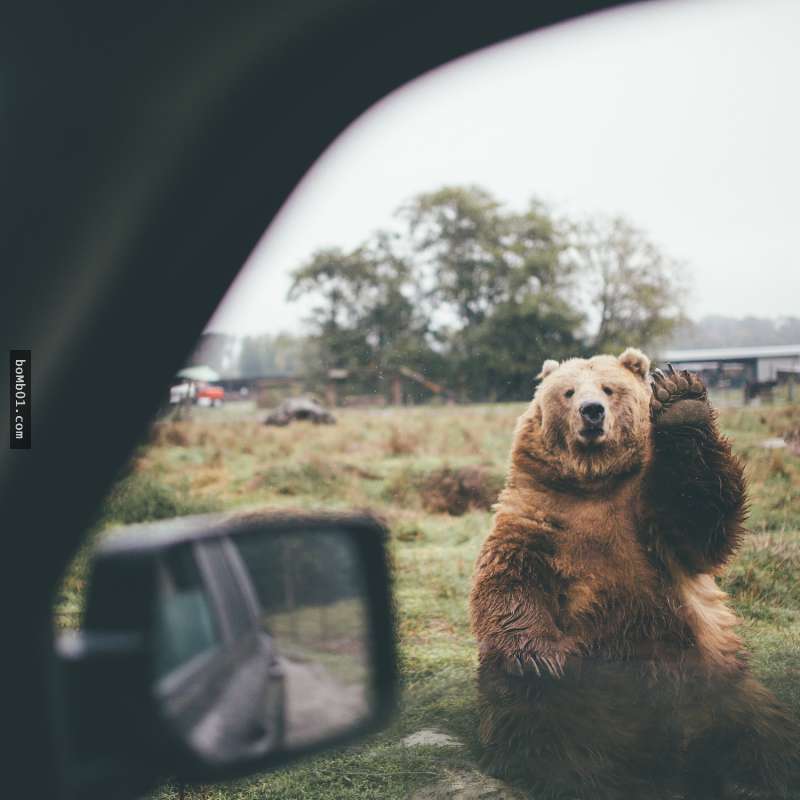攝影師遇到棕熊時和牠揮揮手道別，結果下一秒他就拍到讓大家都暖心瘋傳的珍貴畫面！