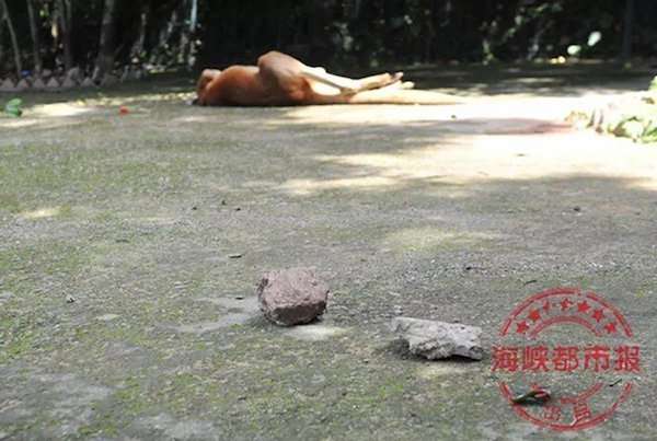 中國遊客拿石頭暴砸！　袋鼠內臟破裂而死　理由：我們想看牠跳