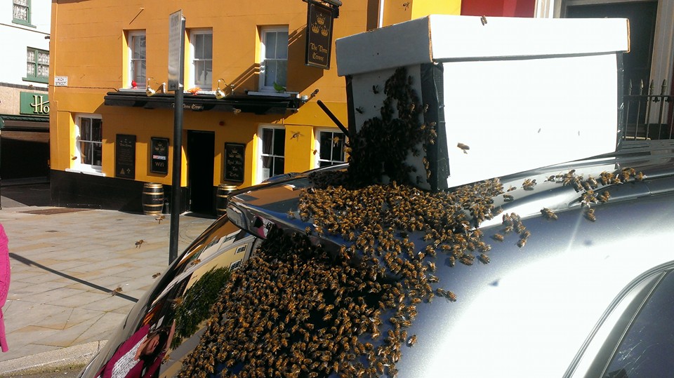 「2萬隻蜜蜂」圍攻汽車2天！　原因連專家也驚訝：只為救「她」