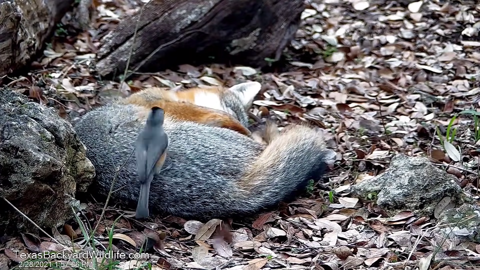 午睡小狐狸「遭小鳥瘋狂拔毛」　牠睏到爬不起來：你不要太過分喔！