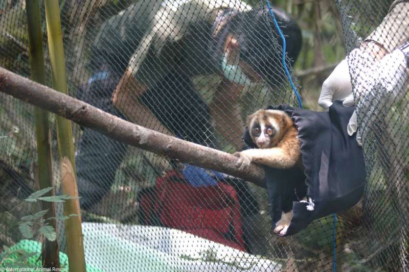 20隻懶猴被囚禁終於重返自然　害怕探頭：這就是…我的世界？
