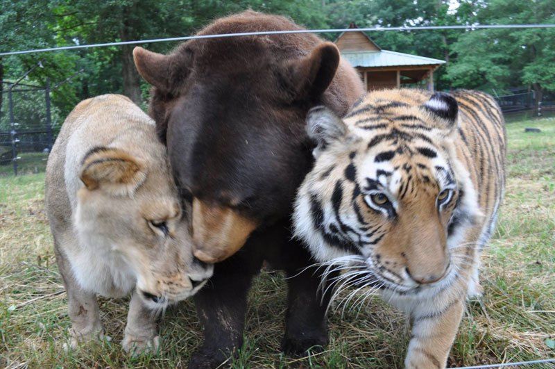 商人養熊、虎、獅子看誰會贏！　3動物獲救「竟成為麻吉」：相偎依16年❤️