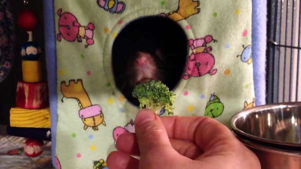 主人把花椰菜送給老鼠　挑食鼠：我呸！