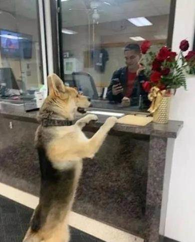 狗狗走失「自己去警局報案」　一進門就看到主人：你怎麼也在？