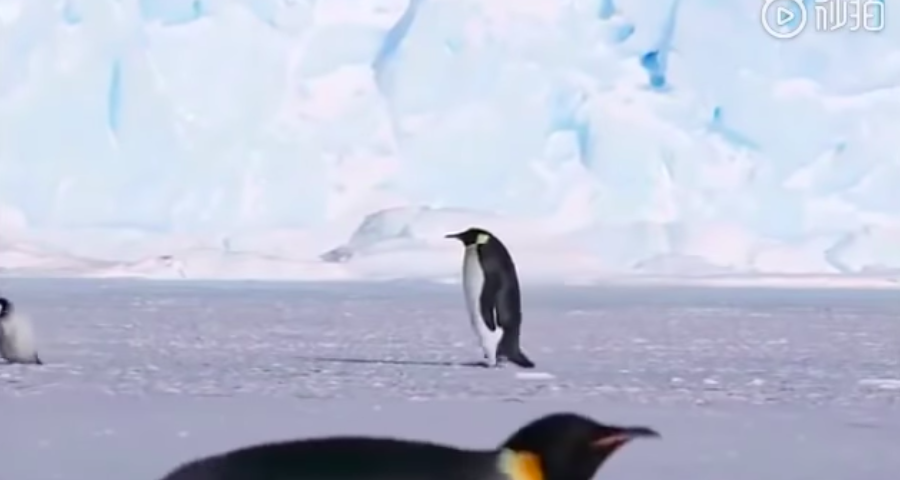 企鵝寶寶快樂出遊卻看不見爸媽　後面那隻一現身笑翻網友：單身錯了嗎？