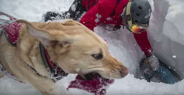 「我來救你了！」　模擬雪崩發生　狗狗超拼命挖洞救主人把大家惹哭