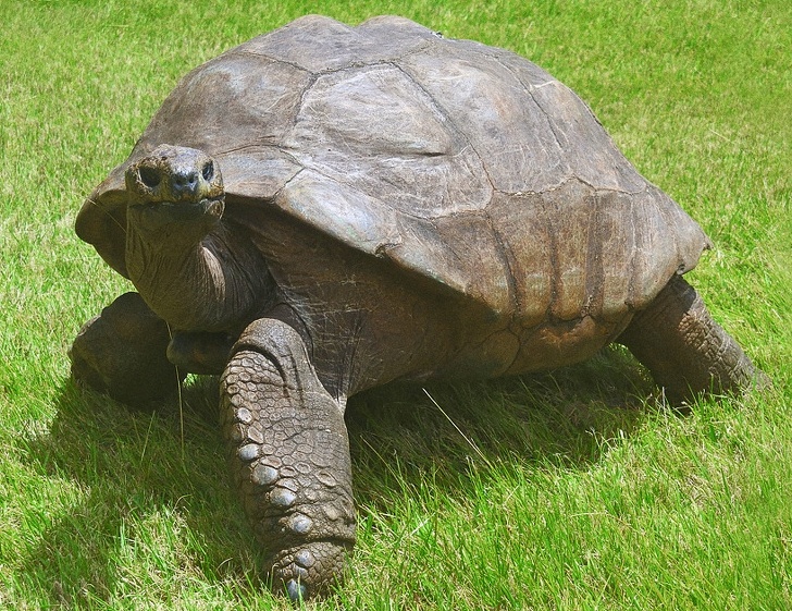 叫一聲老前輩！地表最長壽「巨龜」創奇蹟　出生時連燈泡都還沒發明～