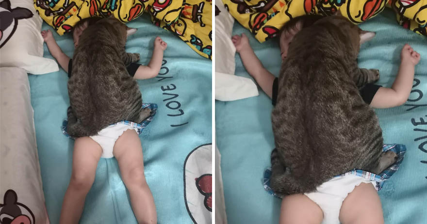 喵版愛的迫降！女童睡午覺「7公斤胖貓變毛毯」　網笑翻：還有呼吸嗎？