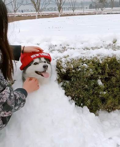鏟屎官帶哈士奇玩雪　牠半蹲隨便擺布「變身可愛雪人」網評論：假狗！
