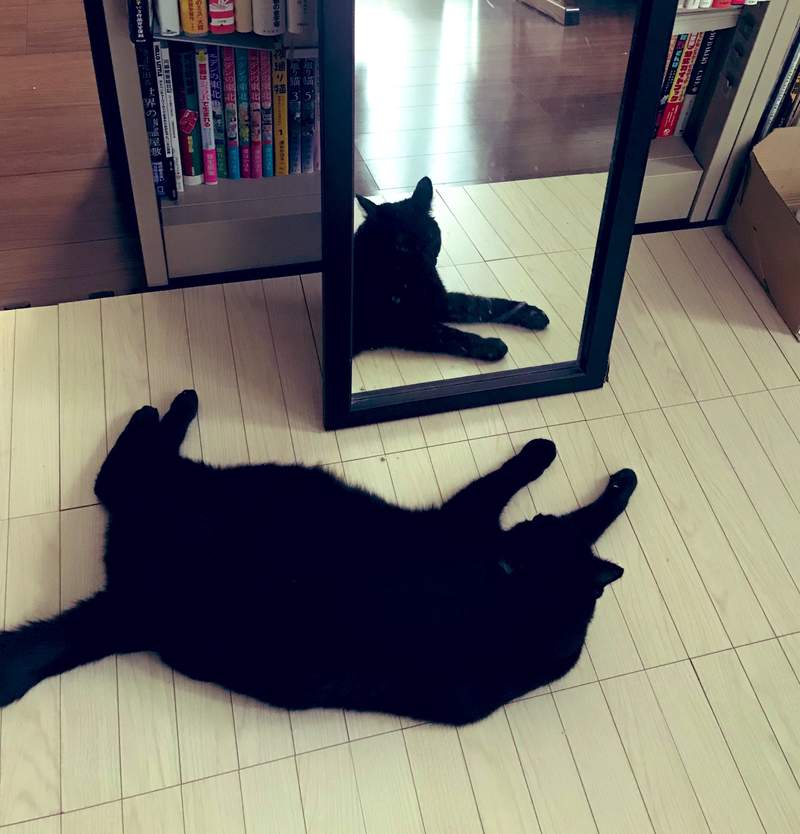 半夜會怕！主人拍「躺下的貓」鏡子裡卻是醒過來　網熱議：黑貓才有的現象