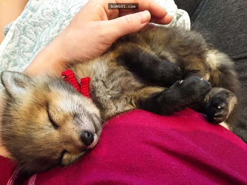 這隻小狐狸在4個月大「就被送去毛皮工廠當原料」，就在牠要承受皮肉裂開之苦時…