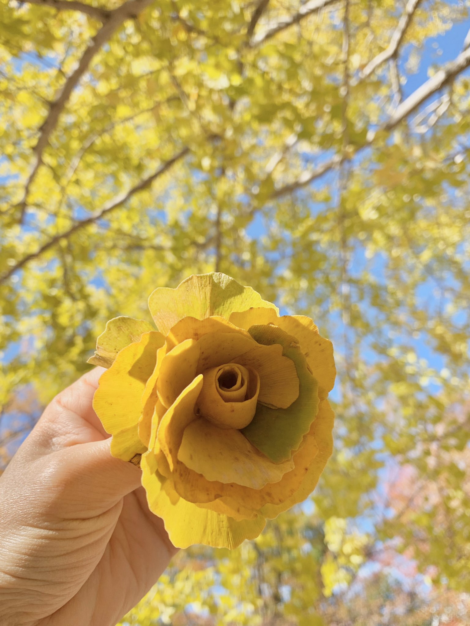 日神人收集落葉「用雙手變出藝術品」　黃玫瑰、蝴蝶精緻得像真的一樣