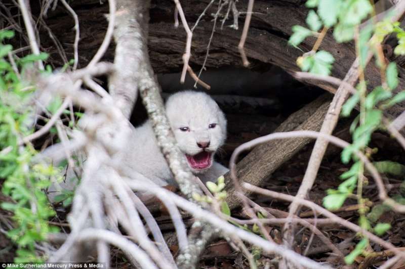 動物學家在南非驚見「白色小獅子」　快門狂按讓全世界看到牠超治癒的模樣