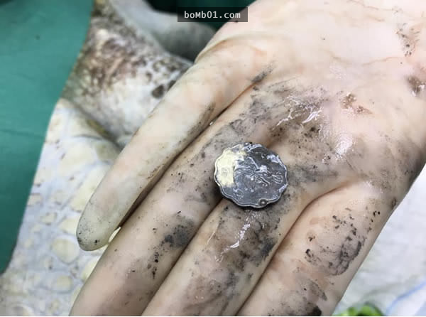人類丟硬幣許願「牠卻差點被害死」，915枚硬幣塞進海龜腸道讓人觸目驚心！